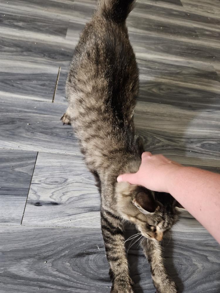 Mama Pheasant, a Adoptable Domestic Medium Hair in Virginia Beach, VA image 6/6