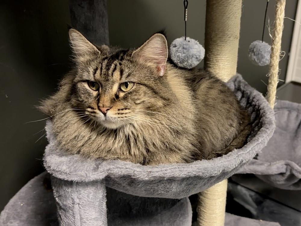 Enlarge Mama Pheasant, a Adoptable Domestic Medium Hair in Virginia Beach, VA image 6/6