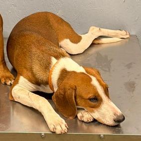 Shiloh, Adoptable, Young Female Treeing Walker Coonhound & Mixed Breed.