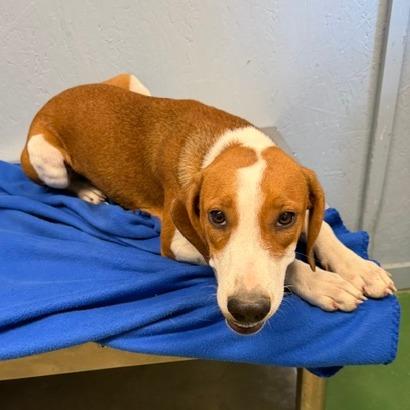 Enlarge Shiloh, a Adoptable mixed breed in Hattiesburg, MS image 2/3