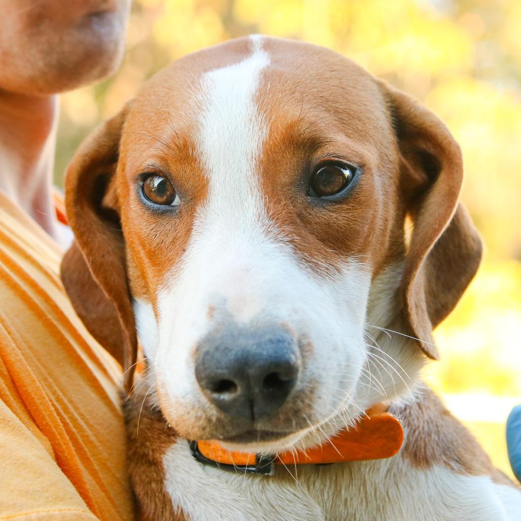 Enlarge Shiloh, a Adoptable mixed breed in Hattiesburg, MS image 3/3