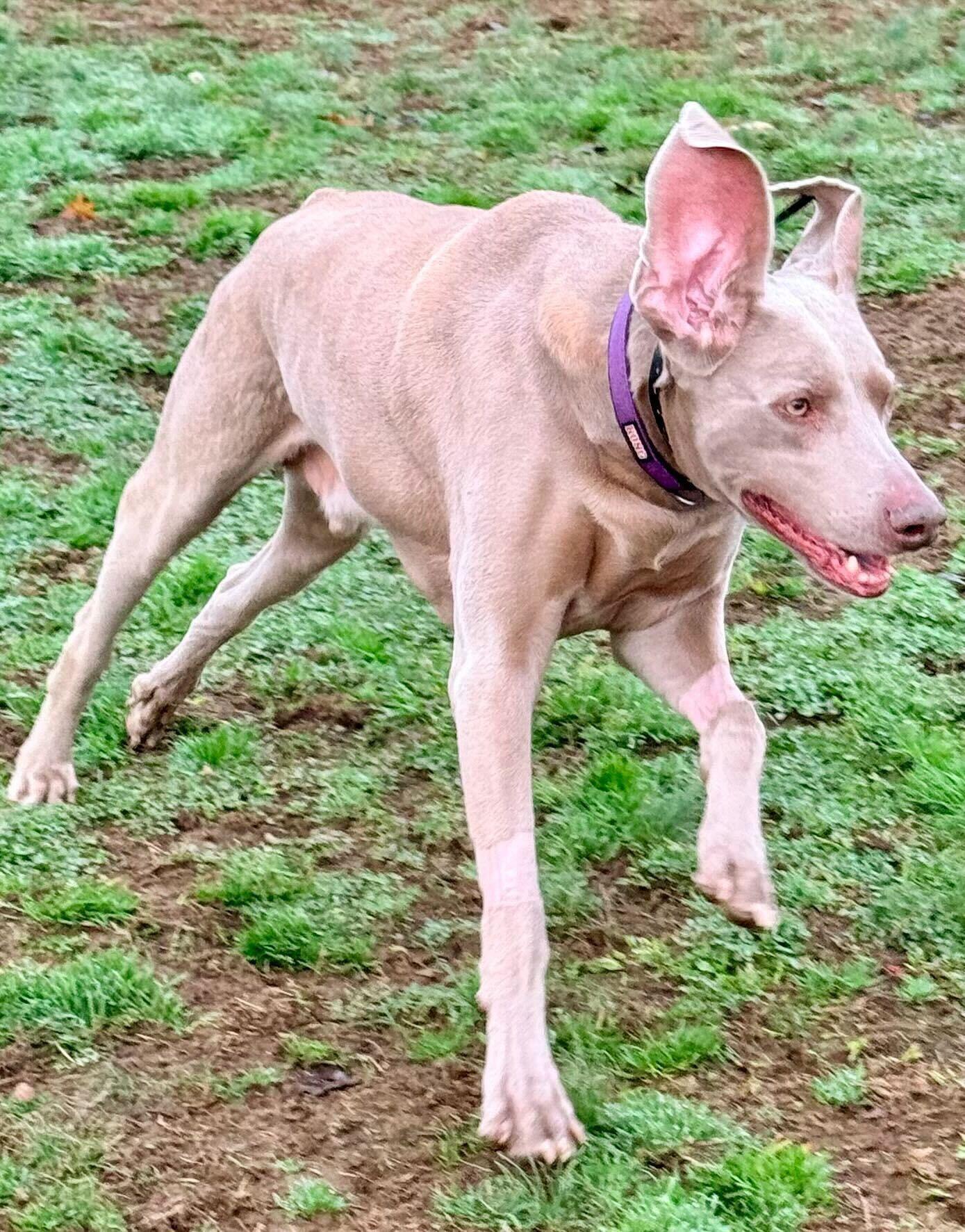 Enlarge Bentley 0125, a Adoptable Weimaraner in Monroe, NC image 1/3