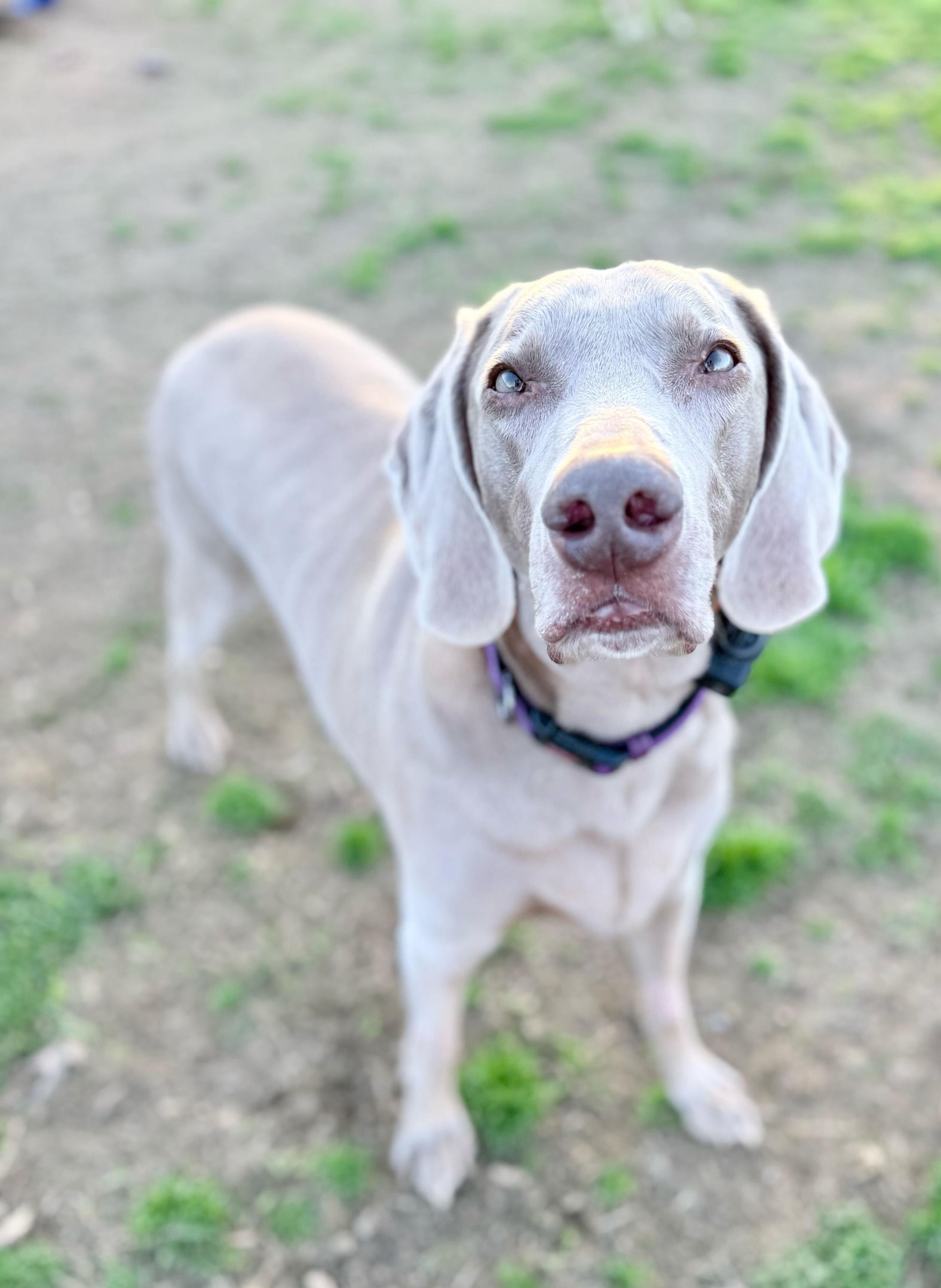 Enlarge Bentley 0125, a Adoptable Weimaraner in Monroe, NC image 2/3