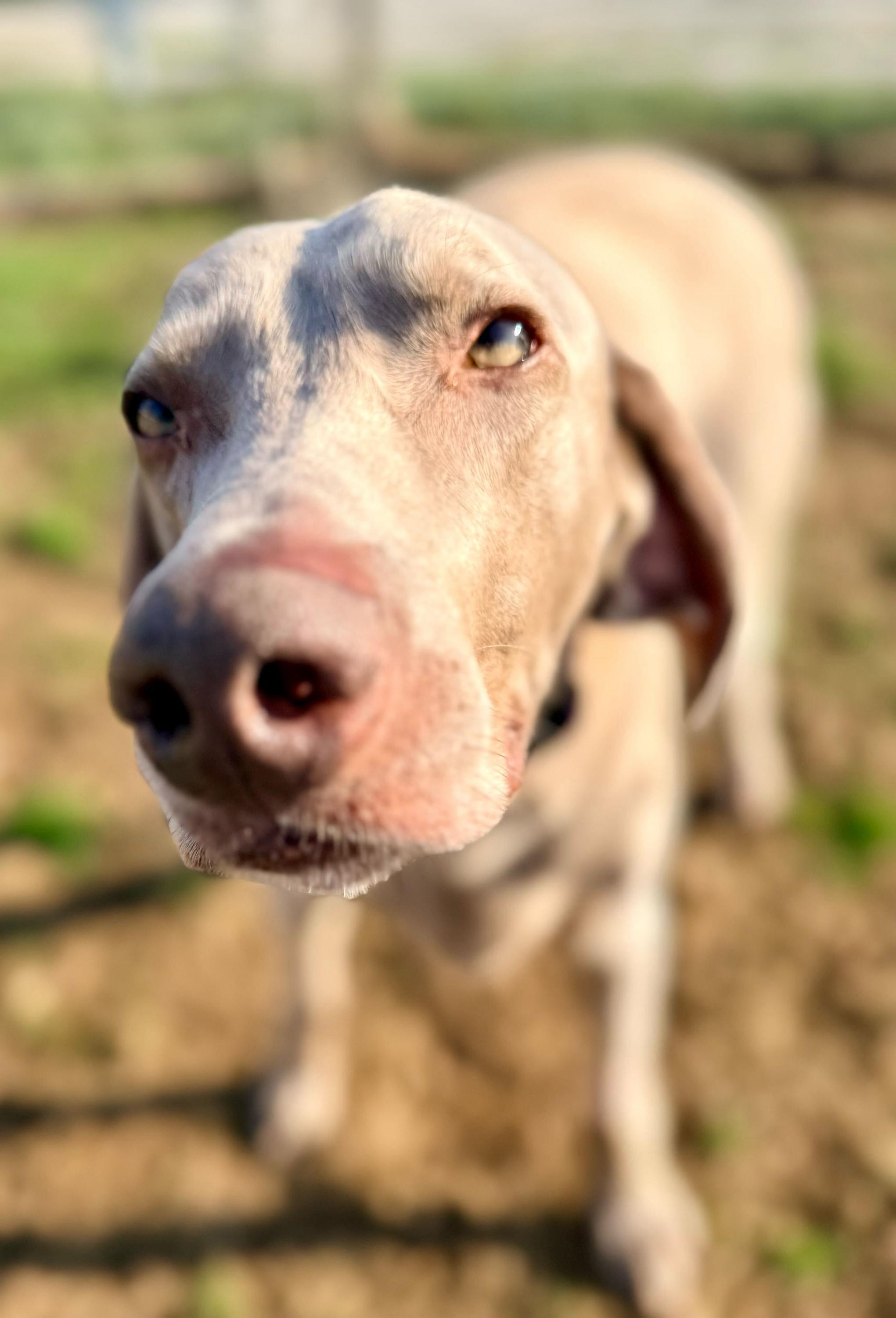 Enlarge Bentley 0125, a Adoptable Weimaraner in Monroe, NC image 3/3