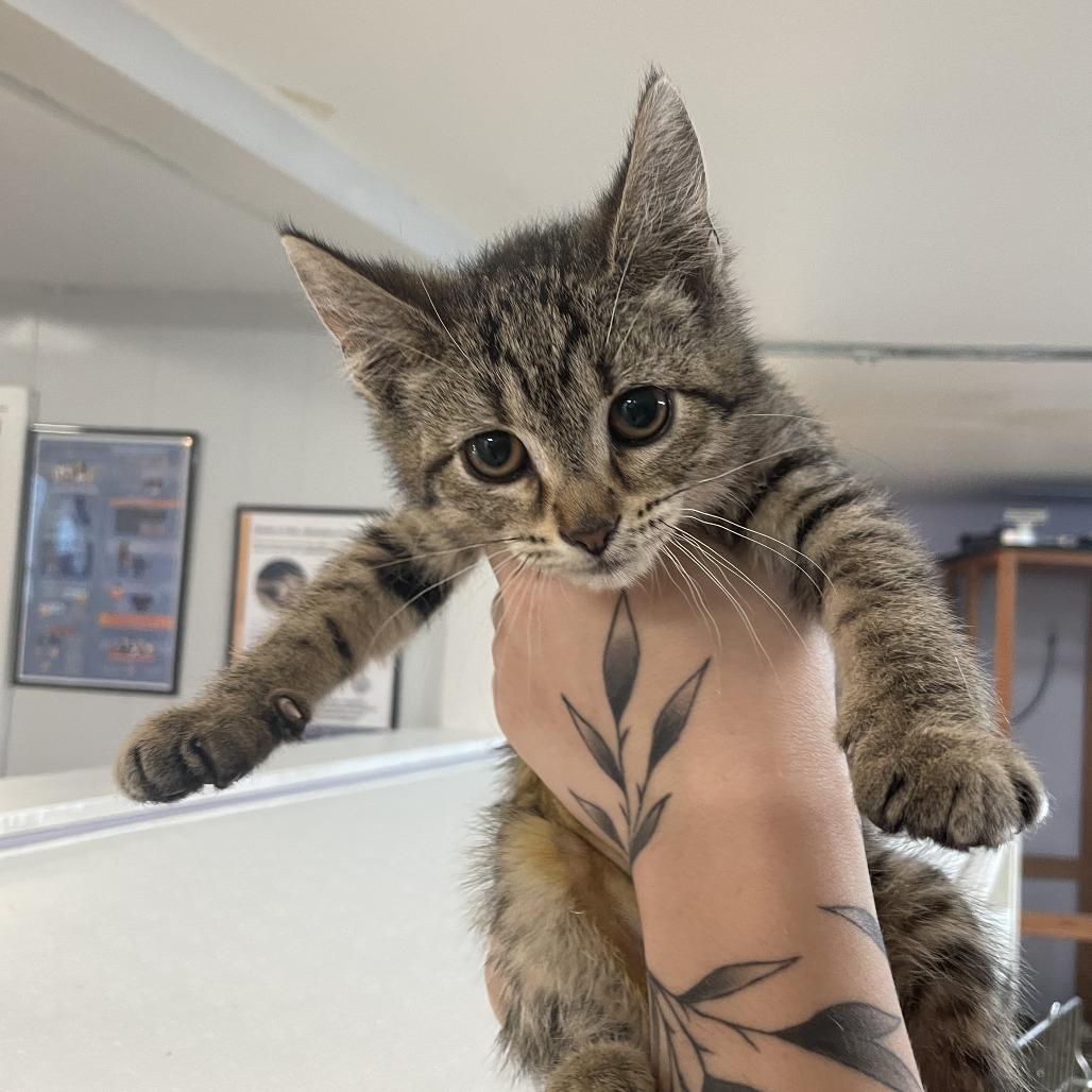 Wellsy, a Adoptable Domestic Short Hair in Madison, WI image 1/2