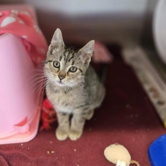Wellsy, a Adoptable Domestic Short Hair in Madison, WI image 2/2