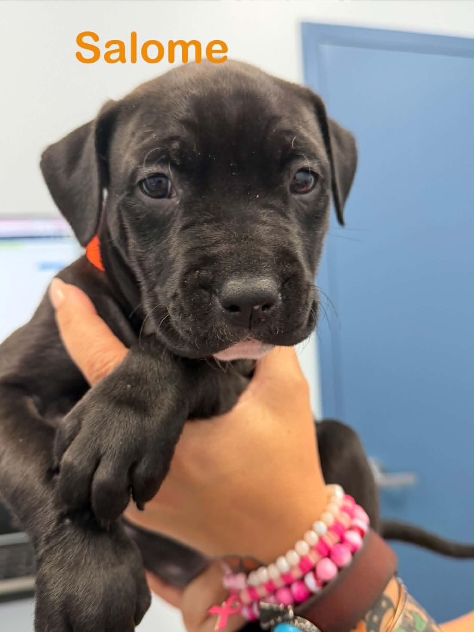Salome, Adoptable, Puppy Female Pit Bull Terrier.