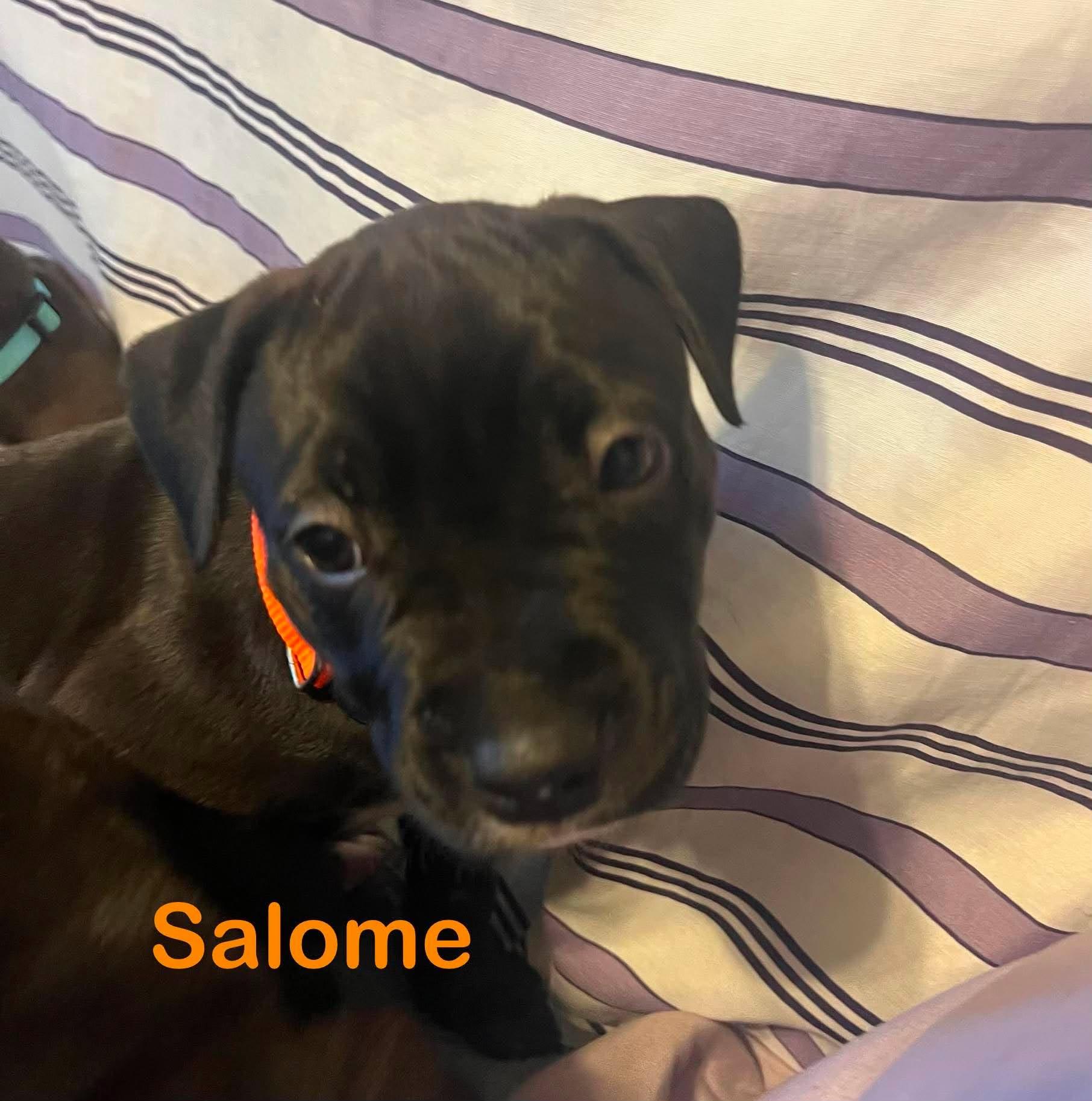 Enlarge Salome, a Adoptable mixed breed in St. Clair Shores, MI image 2/3