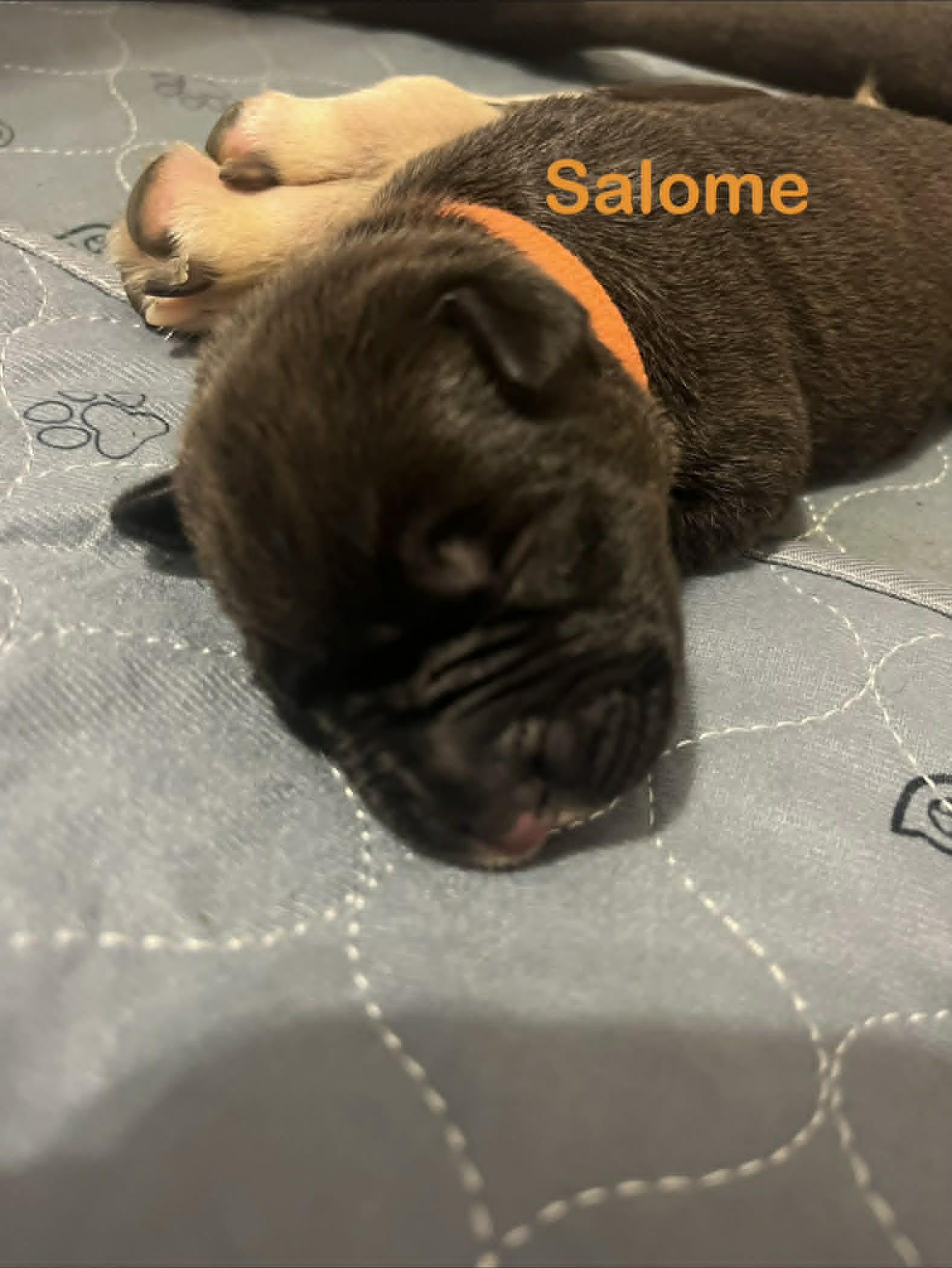 Enlarge Salome, a Adoptable mixed breed in St. Clair Shores, MI image 3/3