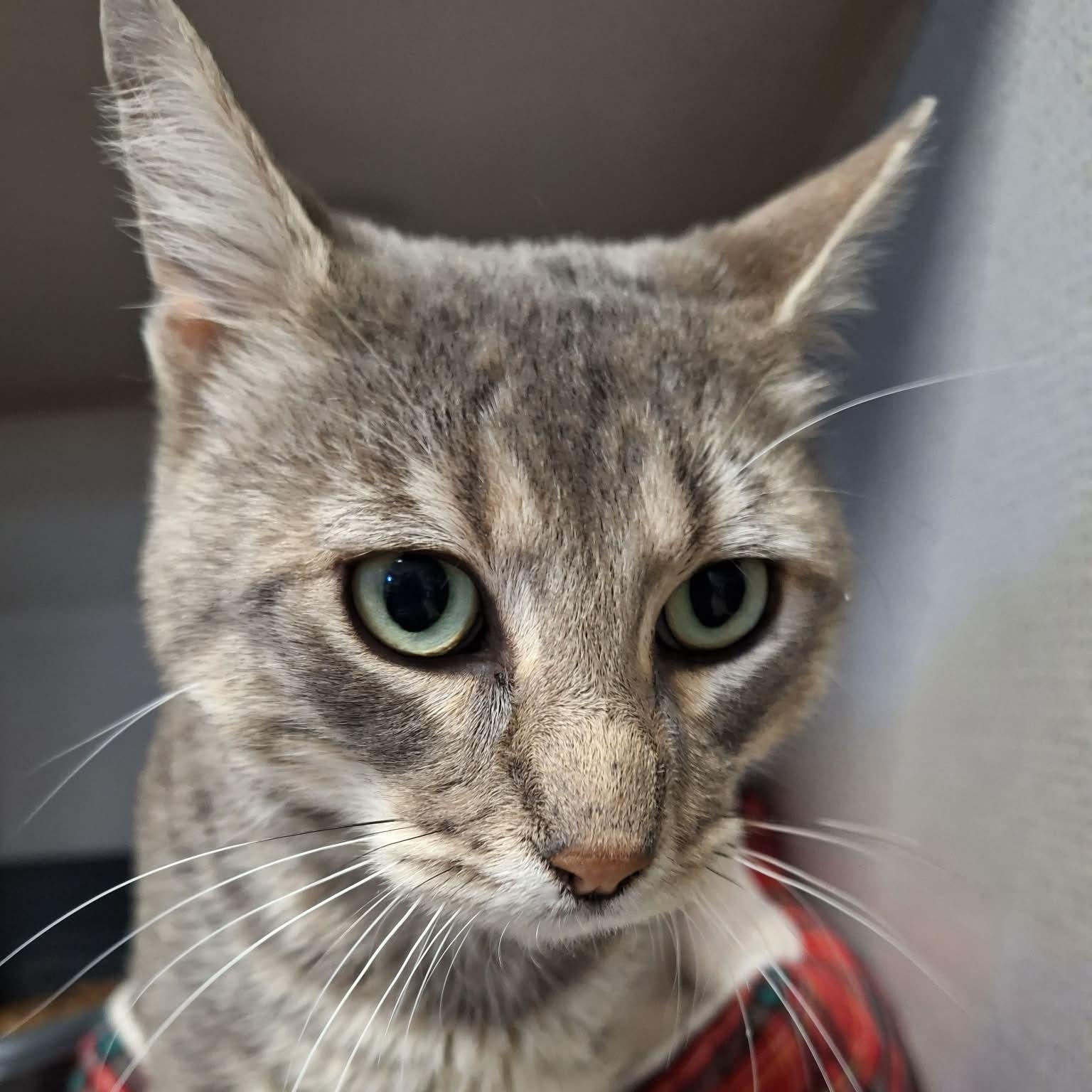 Enlarge Frank, a ADOPTABLE Domestic Short Hair in St. Maries, ID image 1/1