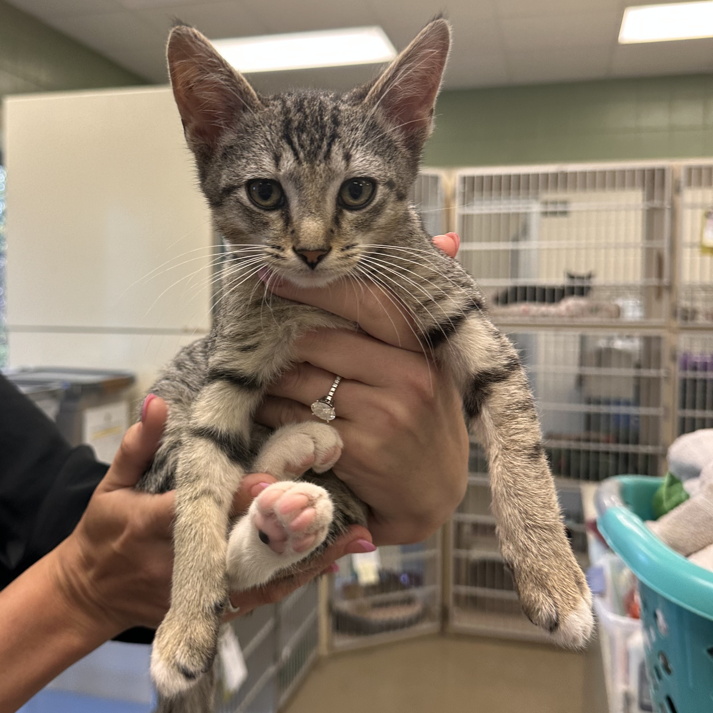 Kearney Animal Shelter - r1fvreo