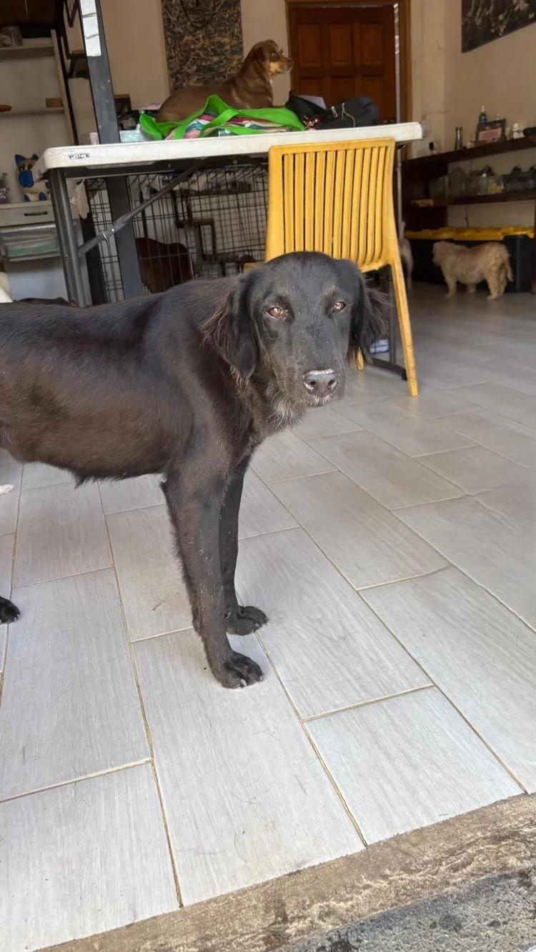 Seali — thumbnail 4