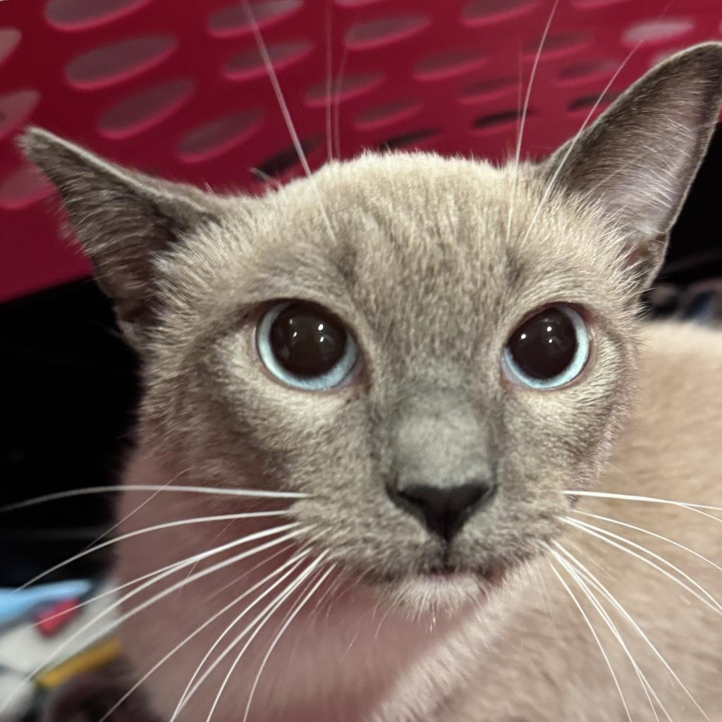 Enlarge Bo Peep, a Adoptable Siamese in Simi Valley, CA image 2/3