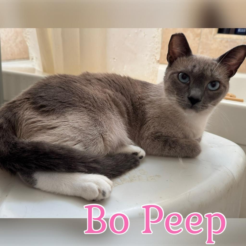 Enlarge Bo Peep, a Adoptable Siamese in Simi Valley, CA image 3/3