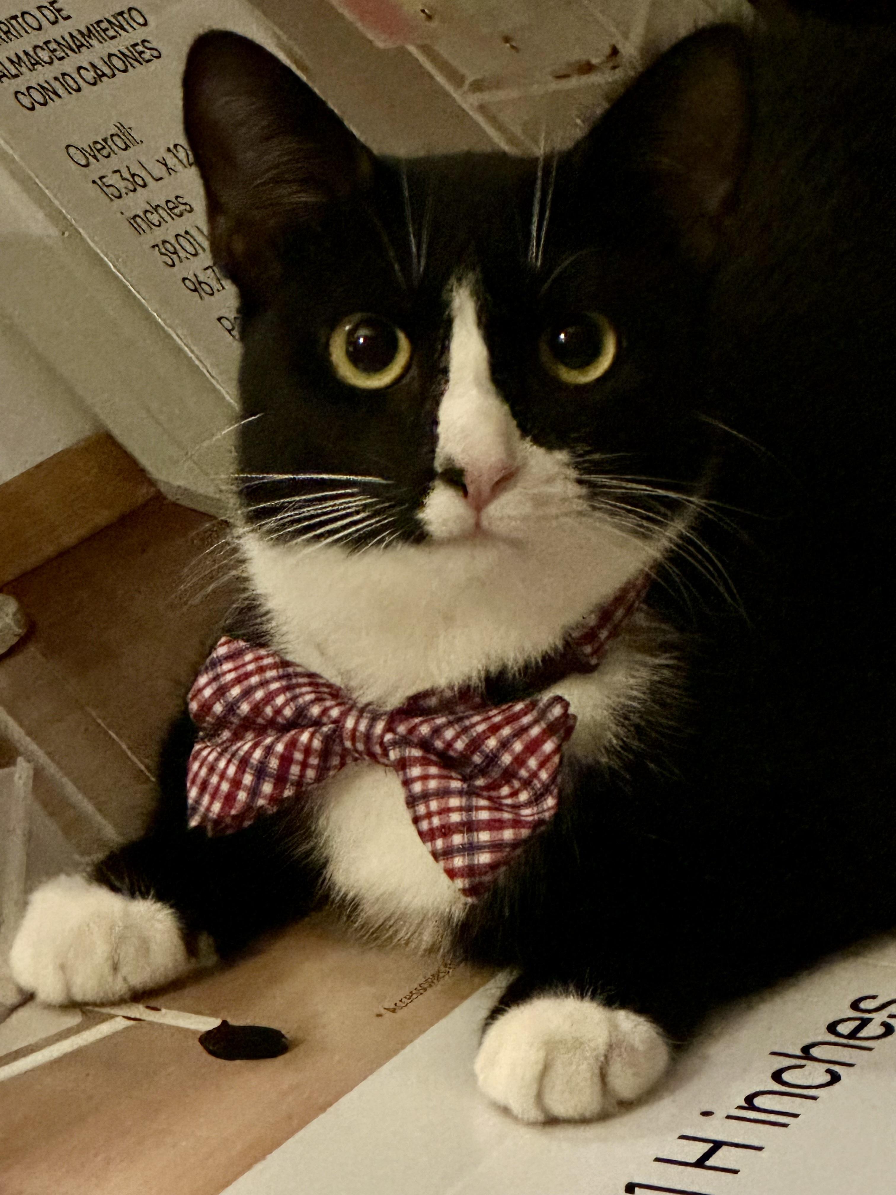 Adan =^.^=, an adoptable Domestic Short Hair in Jacksonville, FL, 32206 | Photo Image 1