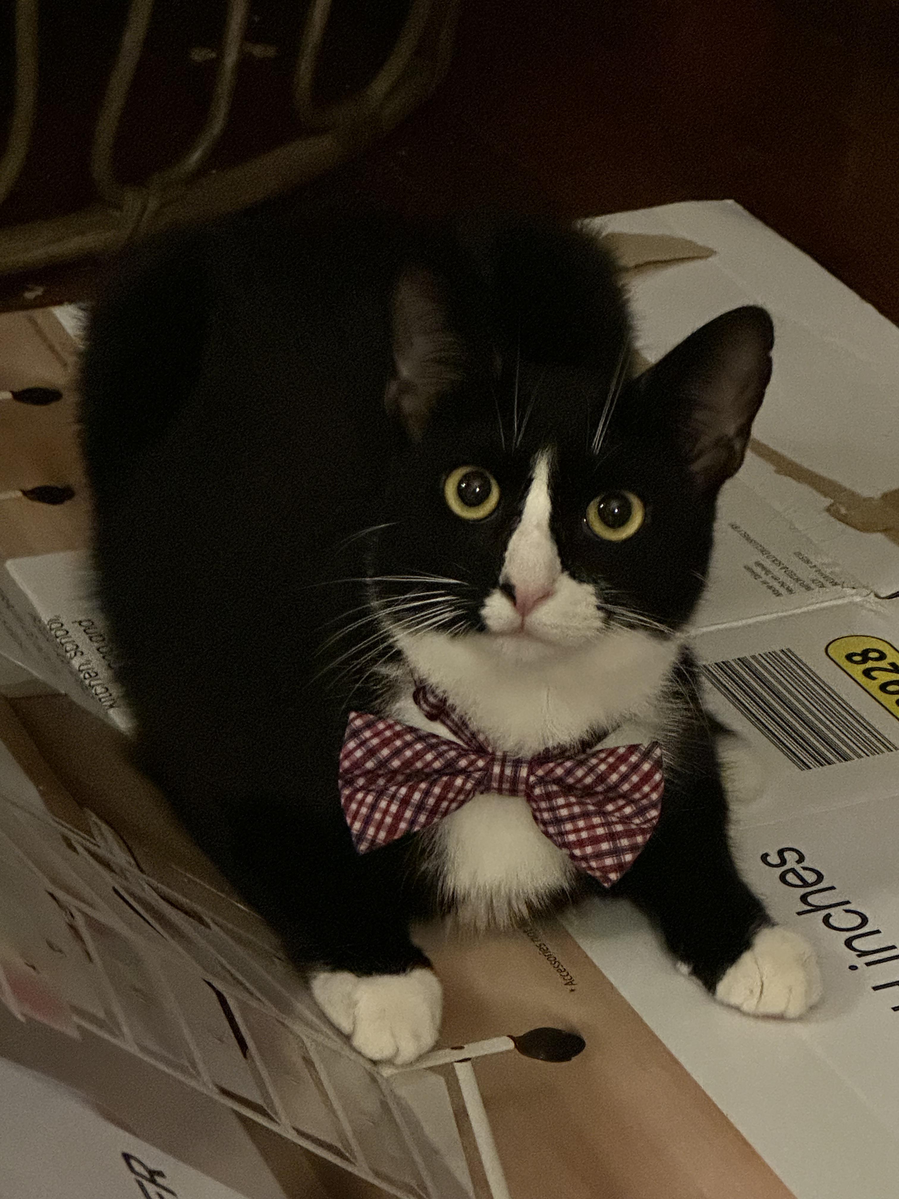 Adan =^.^=, an adoptable Domestic Short Hair in Jacksonville, FL, 32206 | Photo Image 3