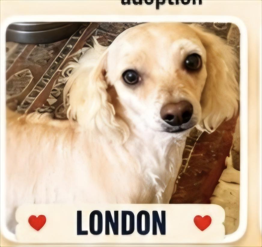 London, ADOPTABLE, Adult Female Miniature Poodle.