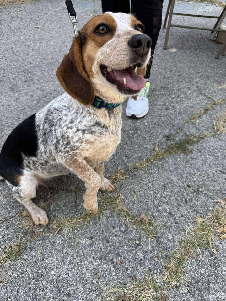 Pepper, Adopted, Adult Female Beagle.