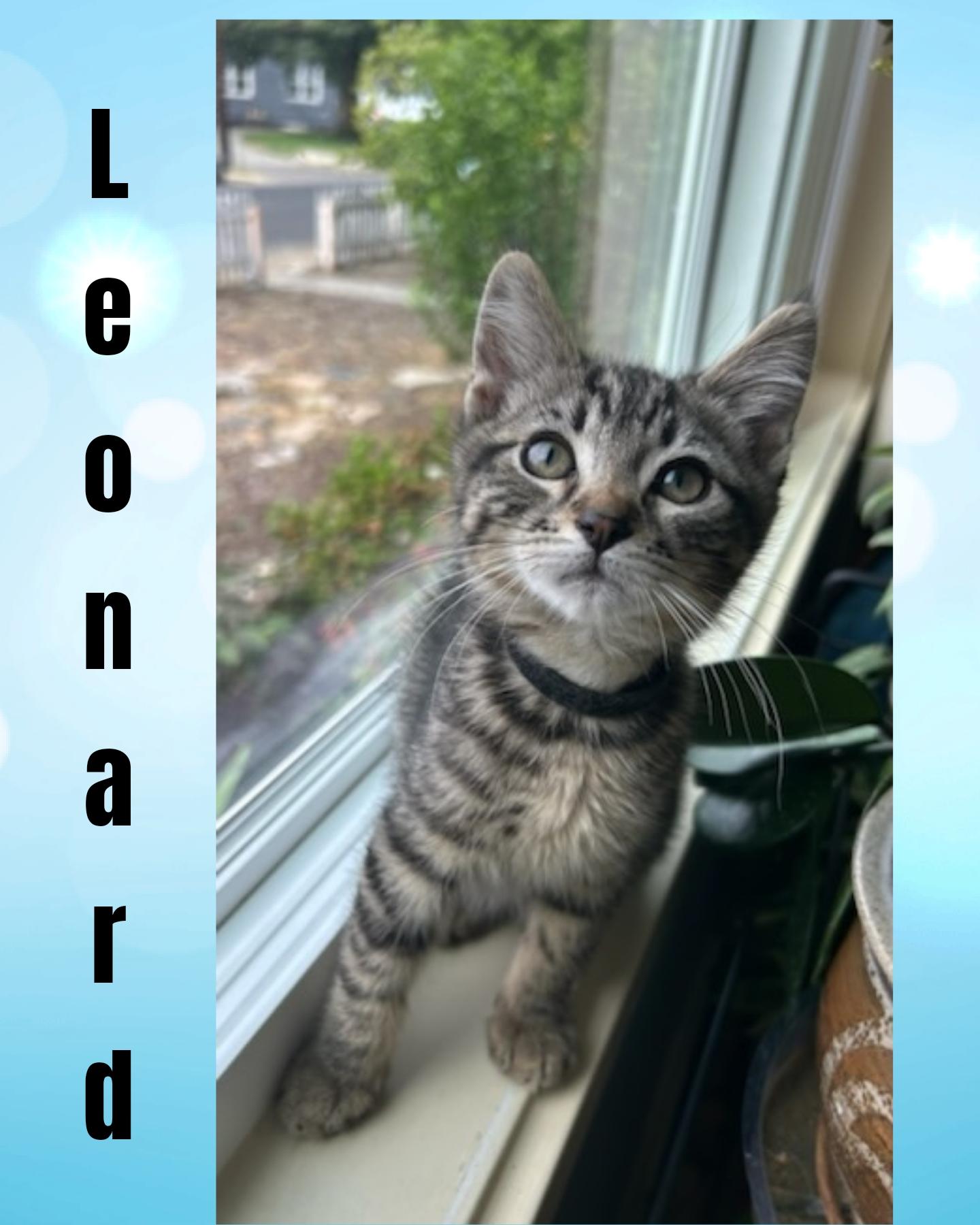 Leonard, Baby Male Domestic Short Hair