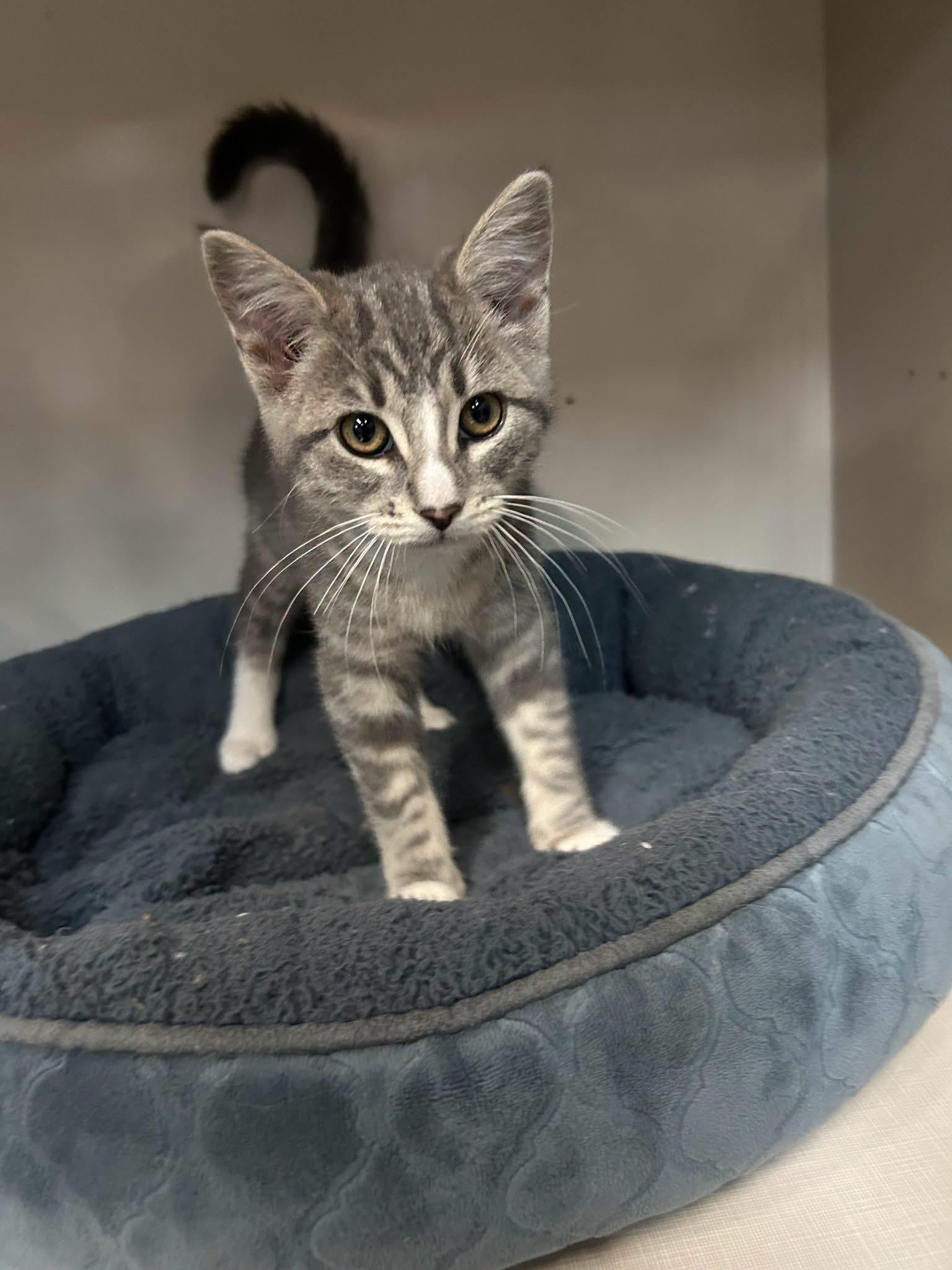 Marsha, Adoptable, Kitten Female Domestic Short Hair.