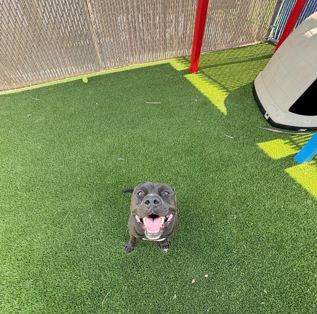 Alfred, Adoptable, Adult Male Pit Bull Terrier.