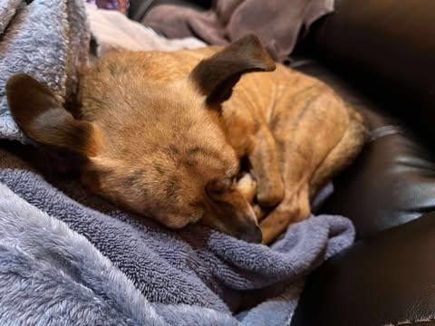 Cleo, a Adoptable mixed breed in Monticello, NY image 3/3