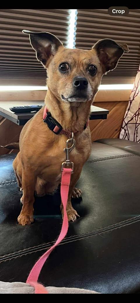 Cleo, Adoptable, Adult Female Chihuahua.