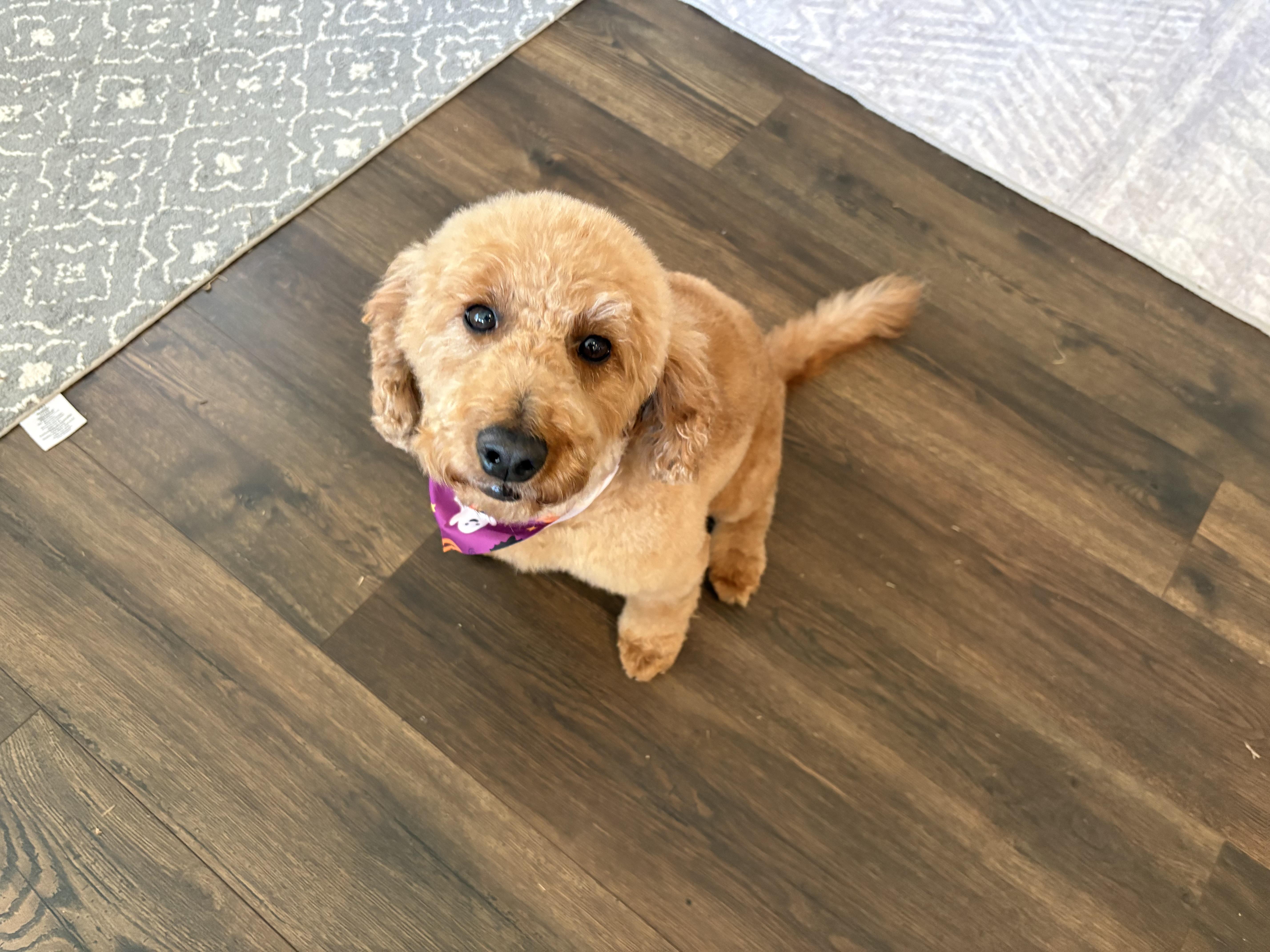 Enlarge Sally Only 21 pounds, a Adoptable Goldendoodle in Franklin, TN image 2/4