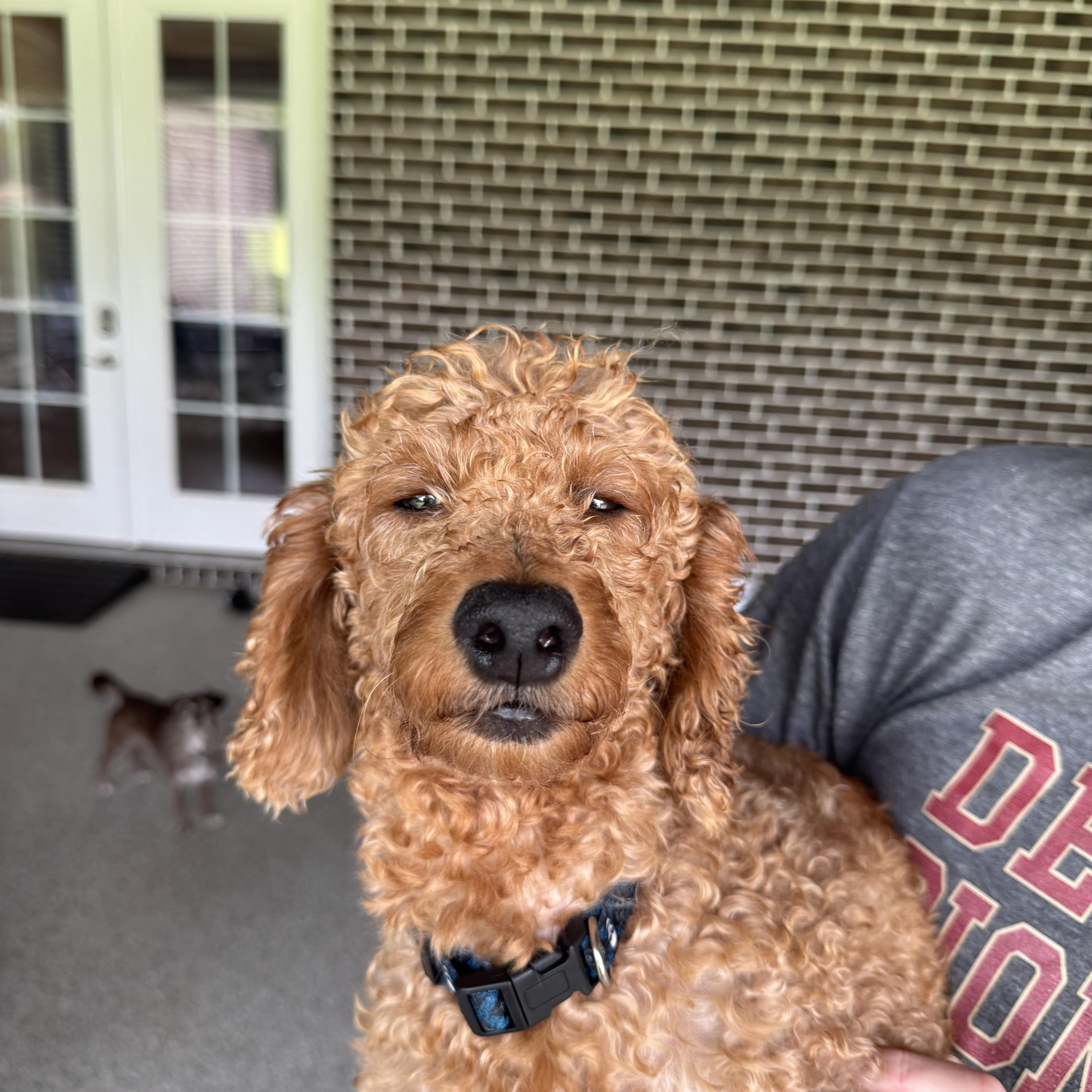 Enlarge Sally, a ADOPTABLE Goldendoodle in Franklin, TN image 3/4