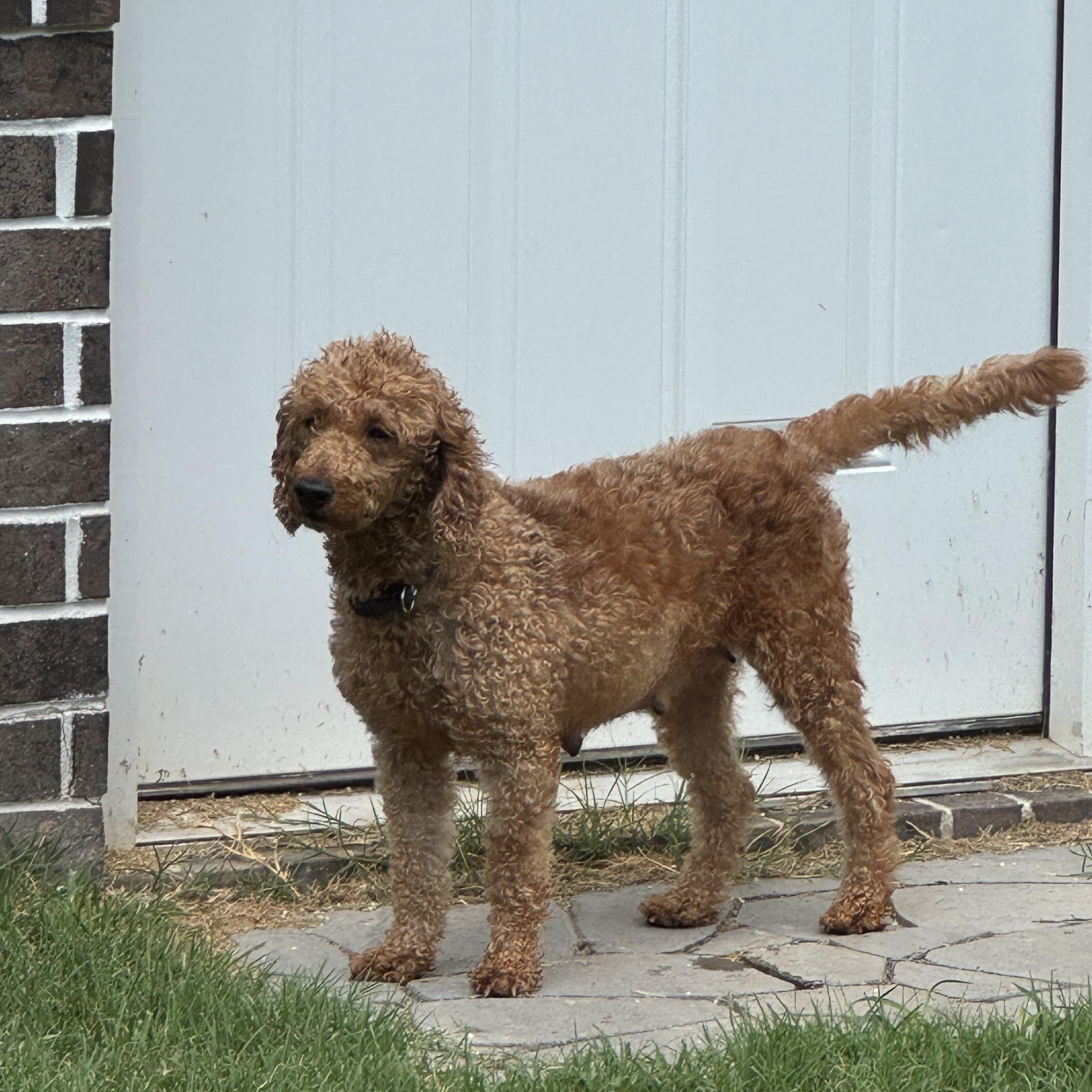 Enlarge Sally, a ADOPTABLE Goldendoodle in Franklin, TN image 4/4