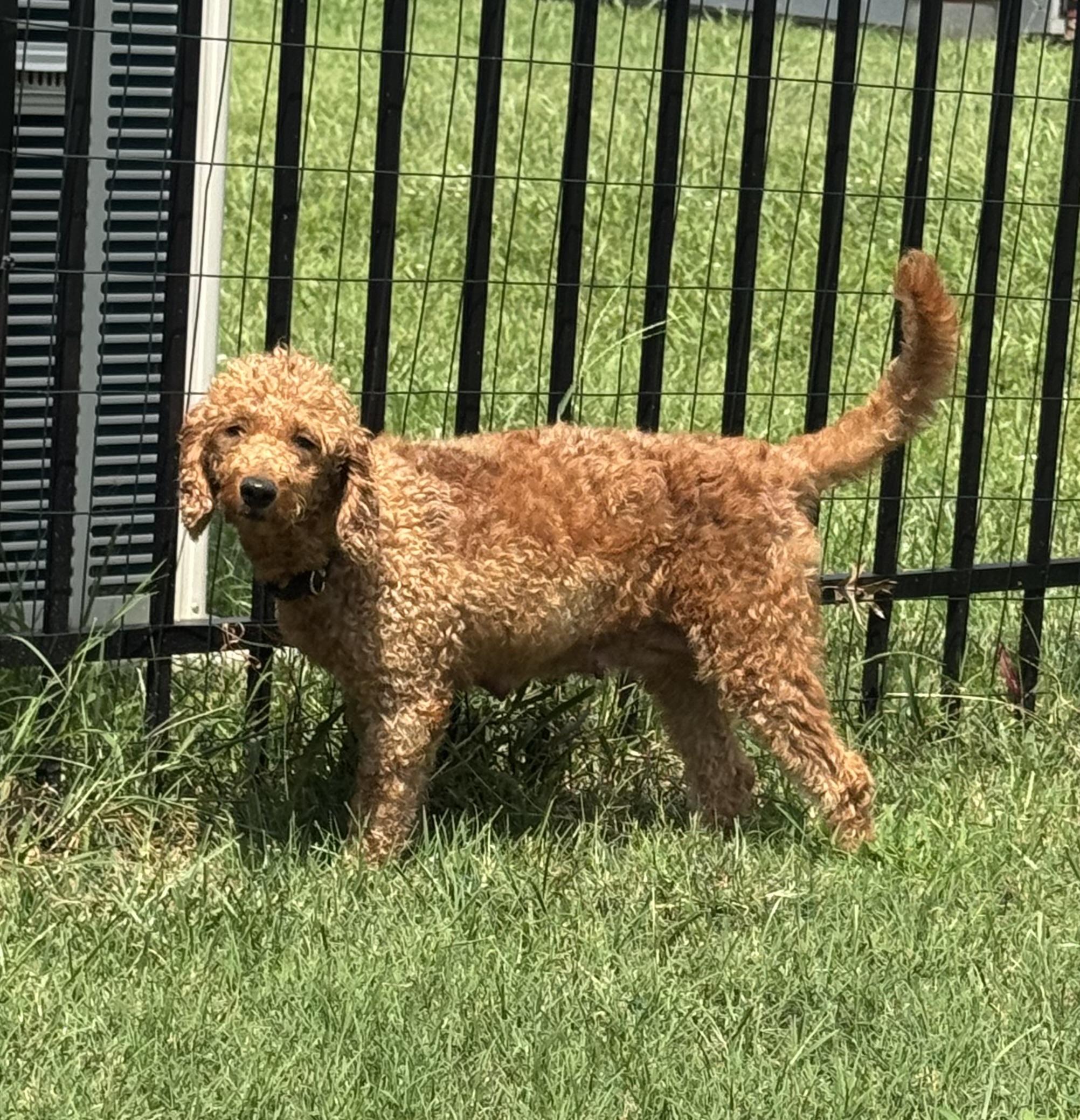 Sally, ADOPTABLE, Adult Female Goldendoodle.