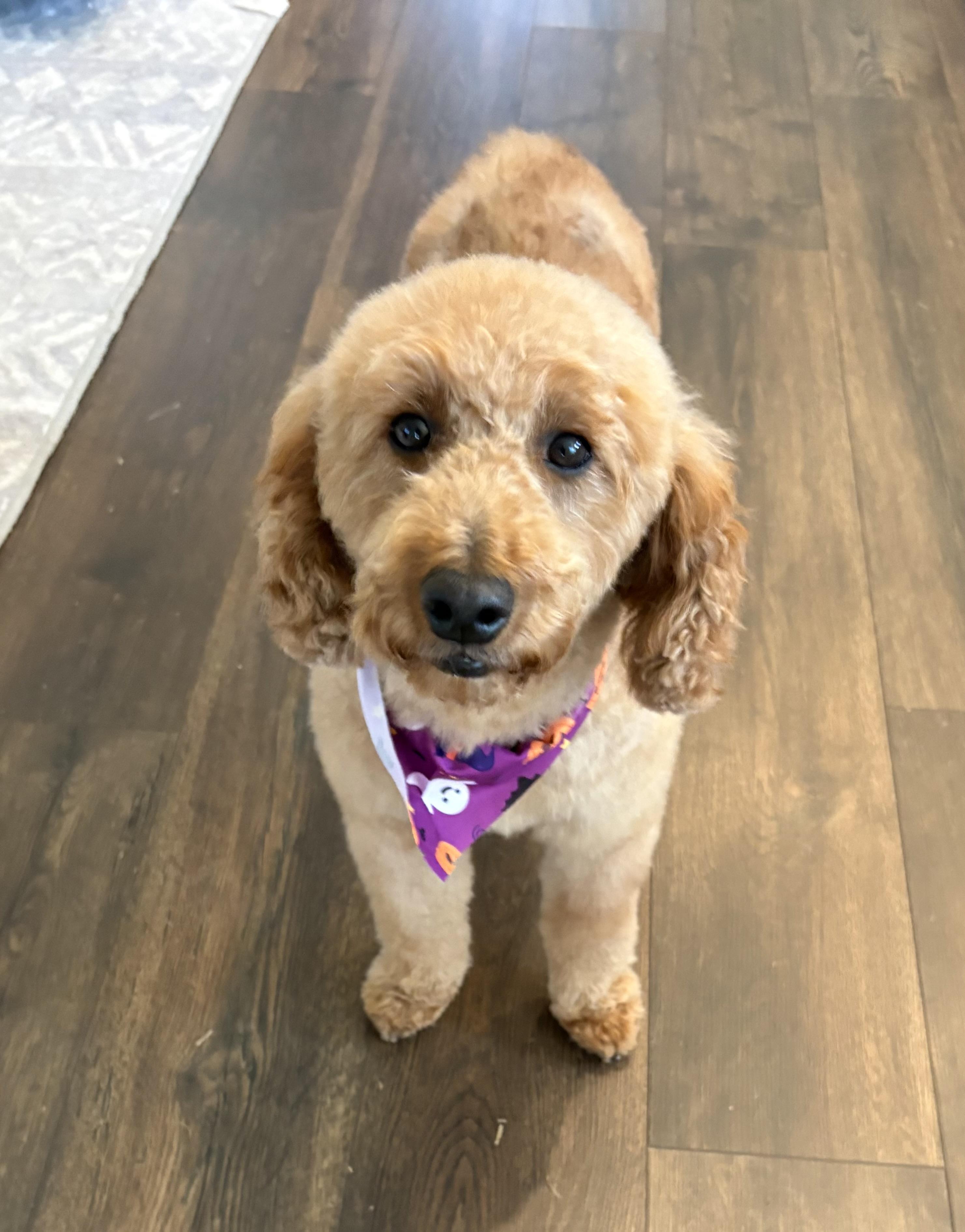 Sally Only 21 pounds, Adoptable, Adult Female Goldendoodle.