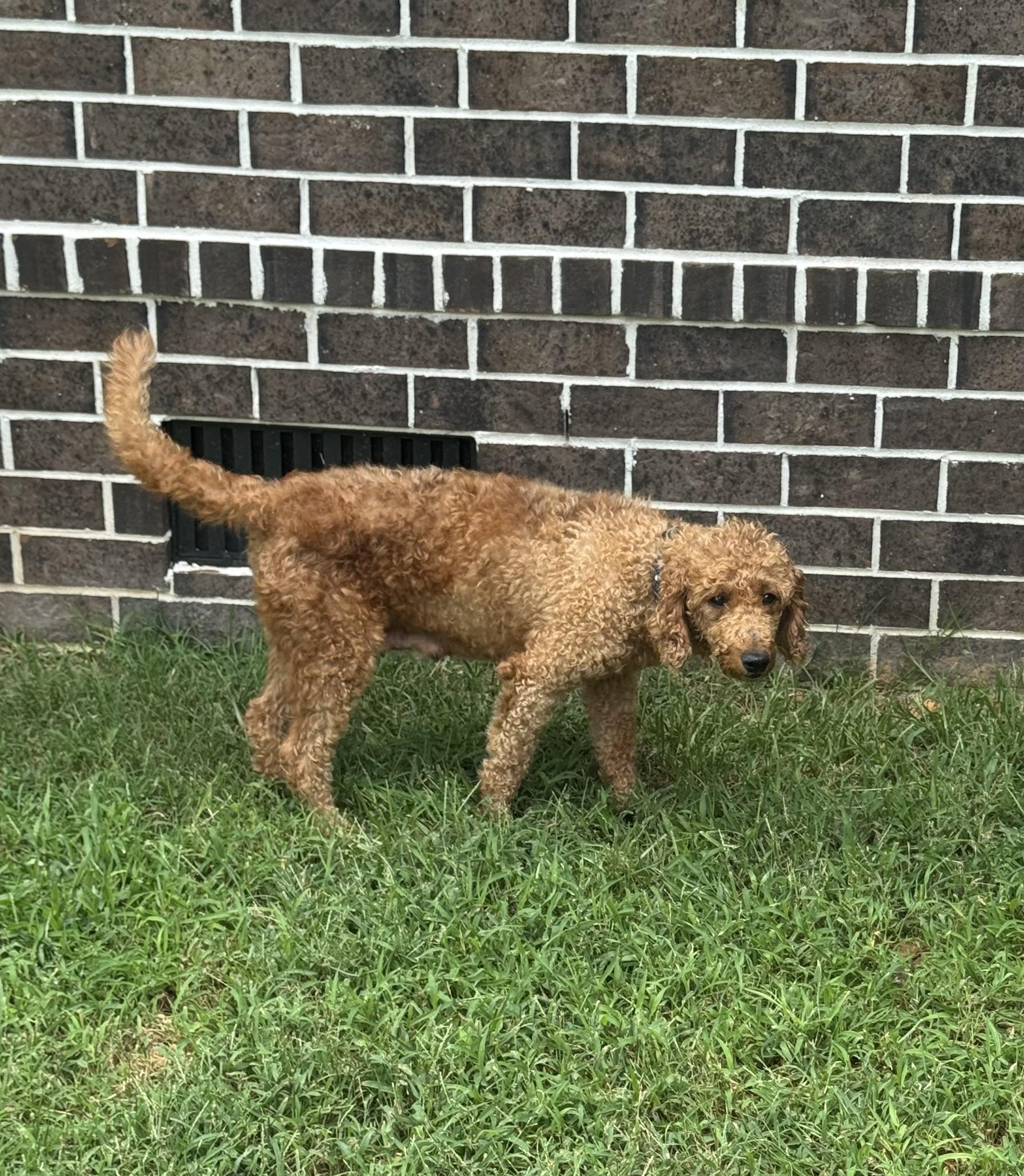 Enlarge Sally, a ADOPTABLE Goldendoodle in Franklin, TN image 2/4