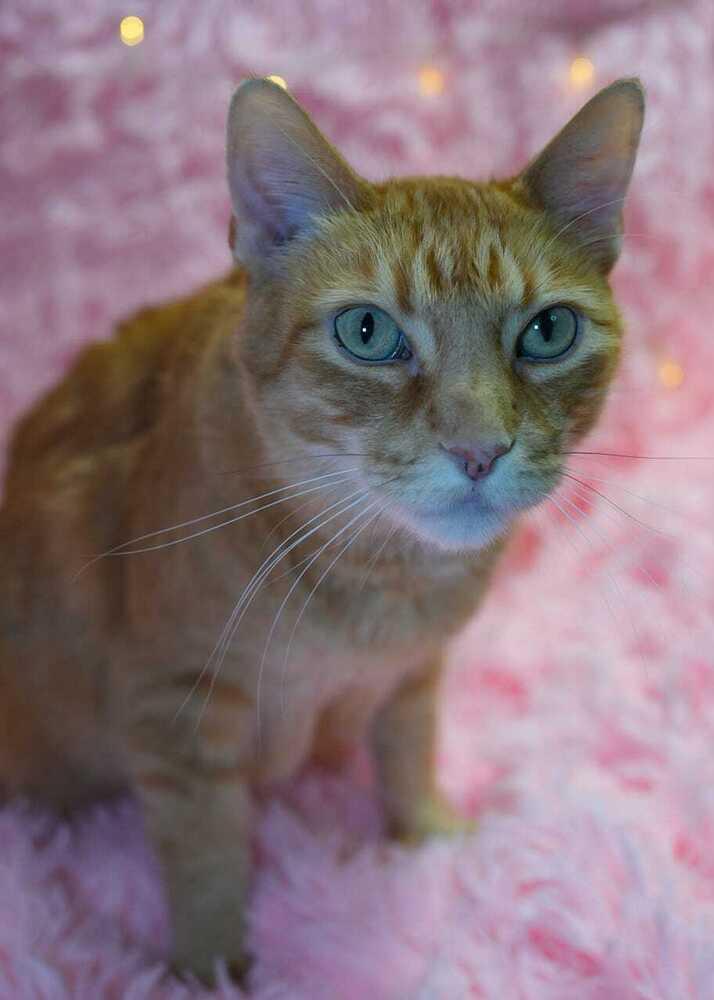 Mingo, Adoptable, Senior Male Domestic Short Hair.