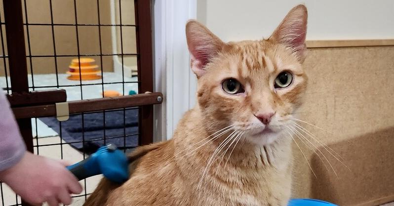 Mingo — thumbnail 2