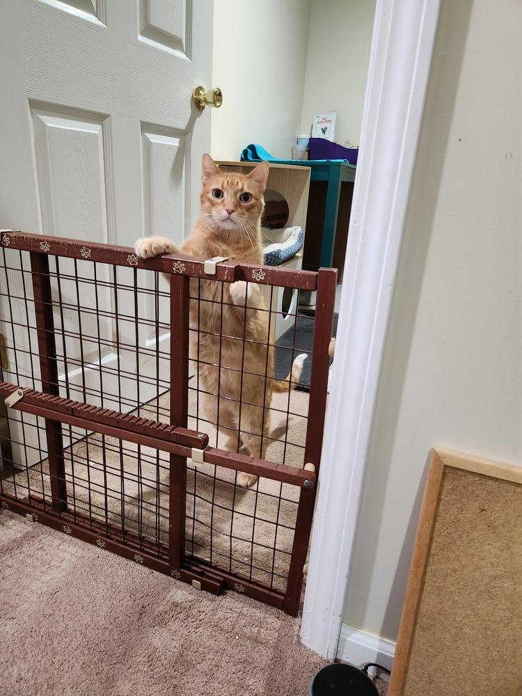 Mingo — thumbnail 3