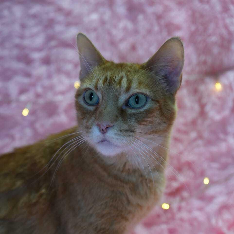 Mingo — thumbnail 4