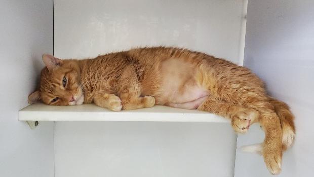 Mingo — thumbnail 5