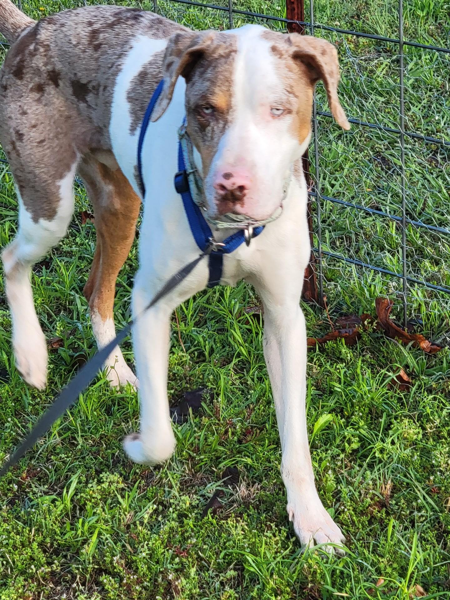 Enlarge Bodie, a ADOPTABLE Catahoula Leopard Dog in Owasso, OK image 2/4