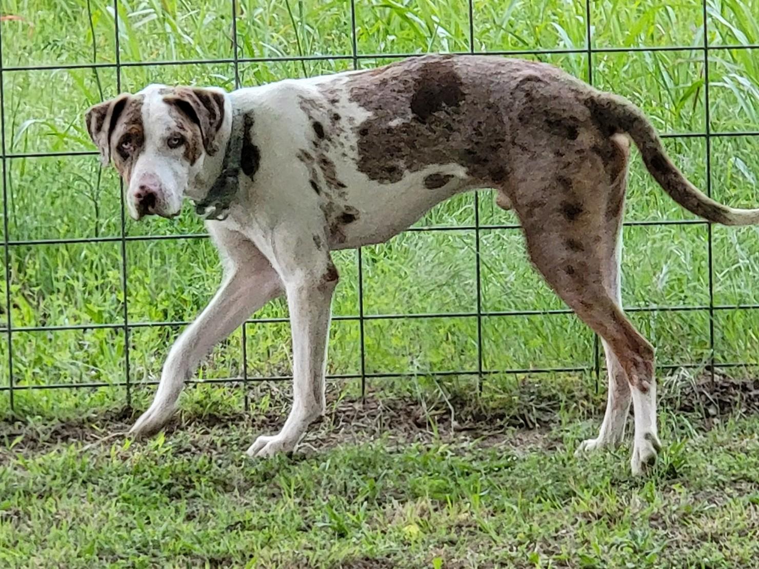 Enlarge Bodie, a ADOPTABLE Catahoula Leopard Dog in Owasso, OK image 3/6