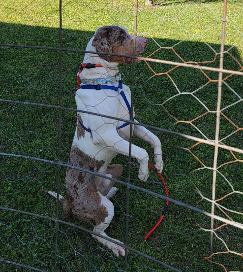Enlarge Bodie, a ADOPTABLE Catahoula Leopard Dog in Owasso, OK image 4/4