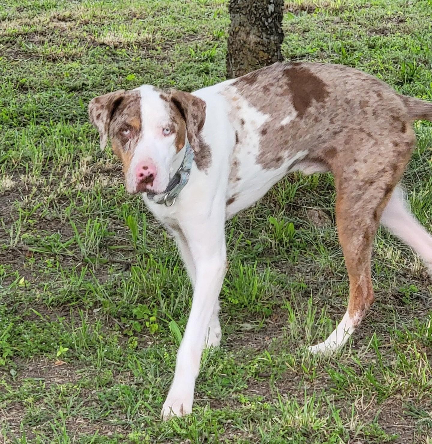 Enlarge Bodie, a ADOPTABLE Catahoula Leopard Dog in Owasso, OK image 2/6