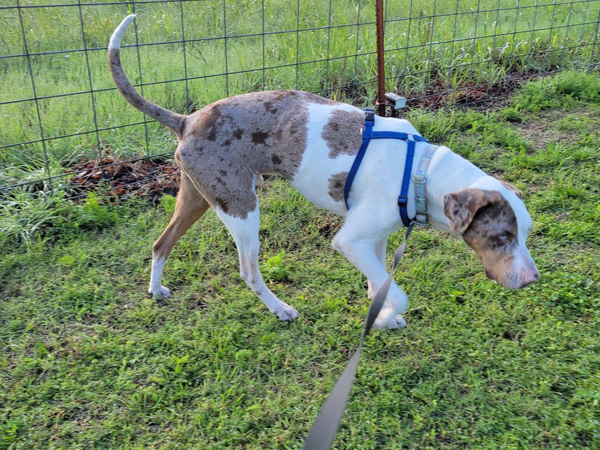 Enlarge Bodie, a ADOPTABLE Catahoula Leopard Dog in Owasso, OK image 3/4