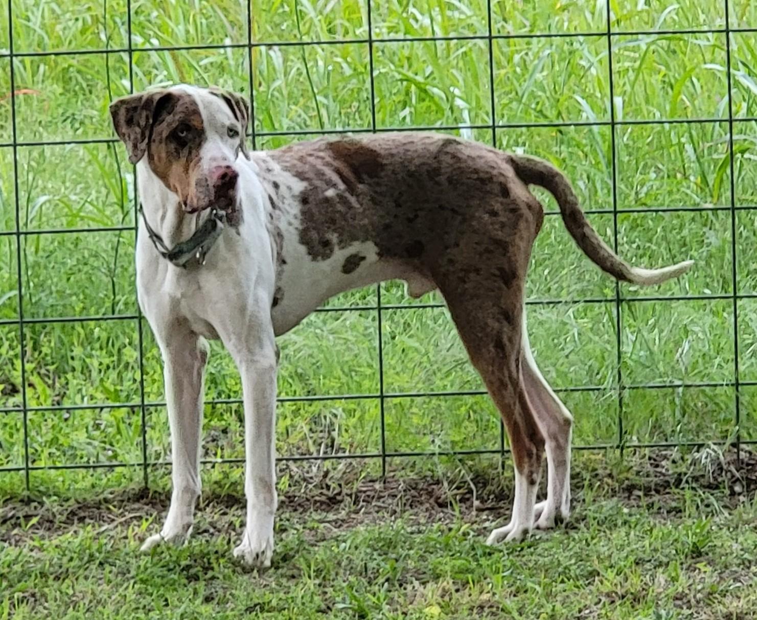 Enlarge Bodie, a ADOPTABLE Catahoula Leopard Dog in Owasso, OK image 4/6