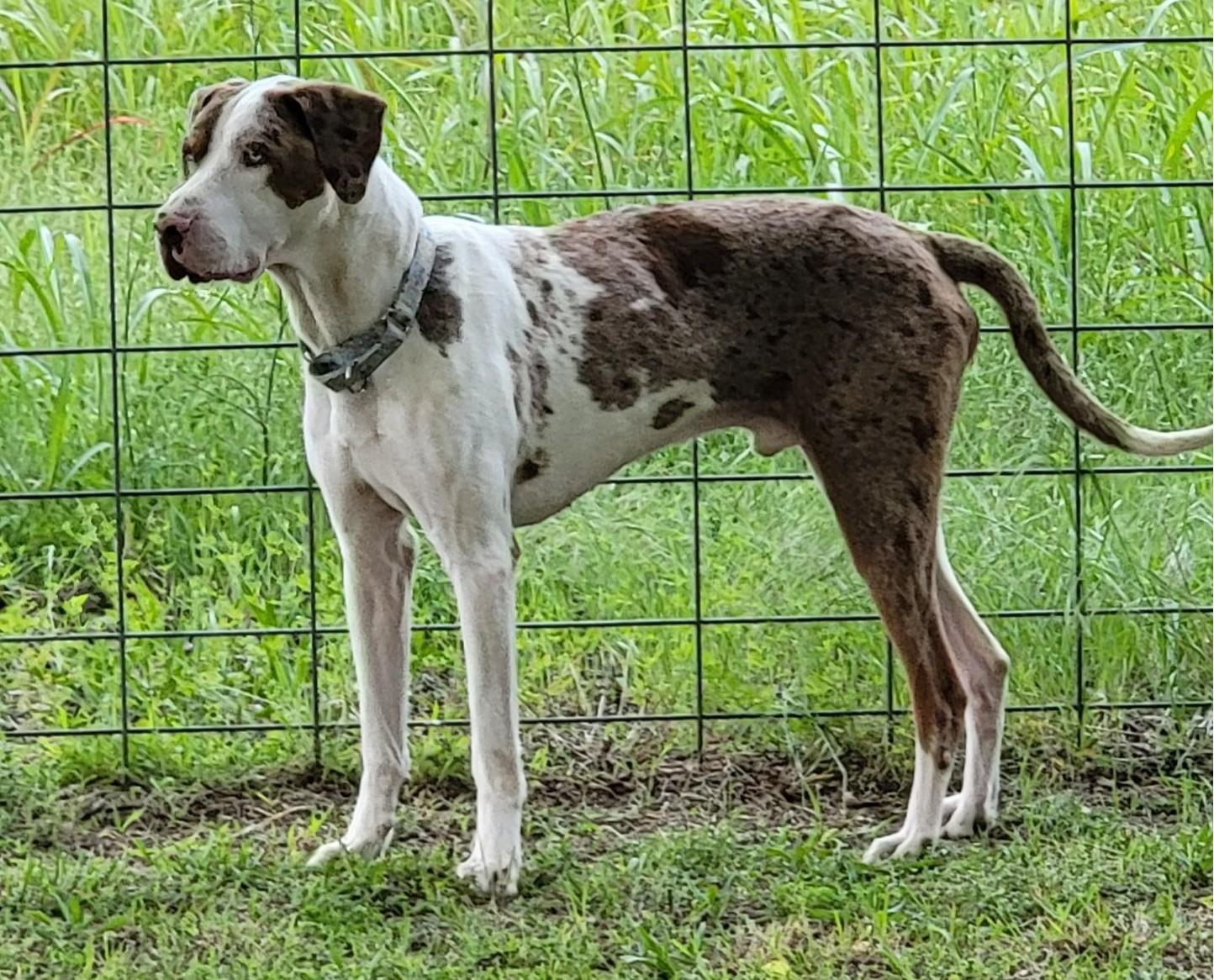 Bodie, ADOPTABLE, Young Male Catahoula Leopard Dog.