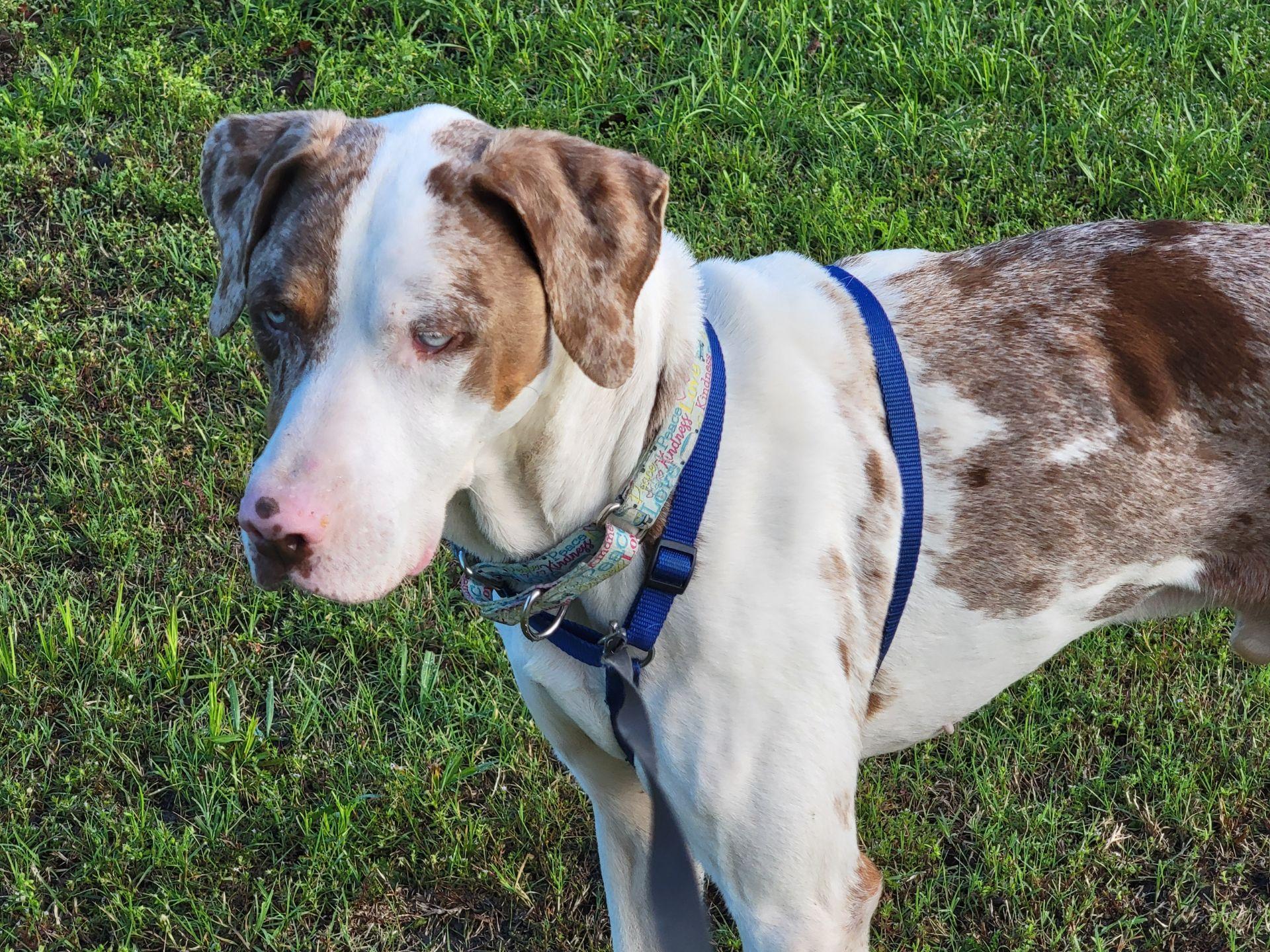 Bodie, ADOPTABLE, Young Male Catahoula Leopard Dog.
