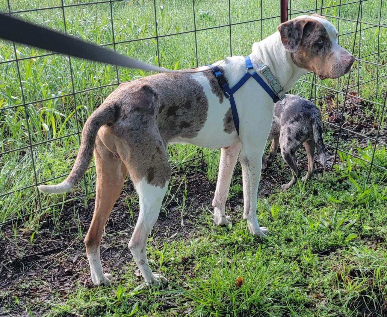 Enlarge Bodie, a ADOPTABLE Catahoula Leopard Dog in Owasso, OK image 6/6