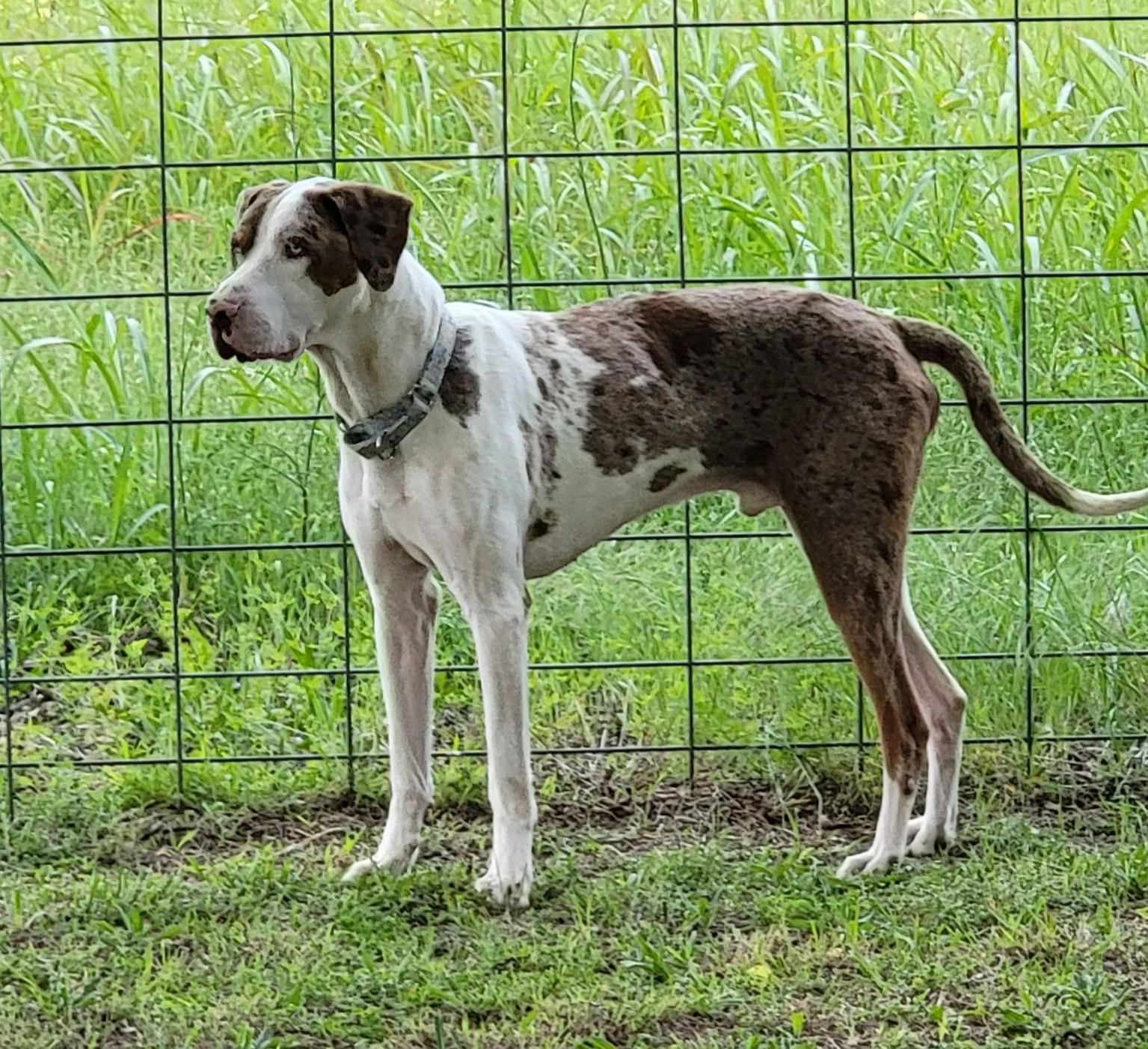 Enlarge Bodie, a ADOPTABLE Catahoula Leopard Dog in Owasso, OK image 5/6
