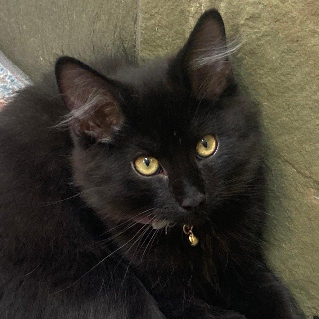Goat, Adopted, Adult Male Domestic Medium Hair.