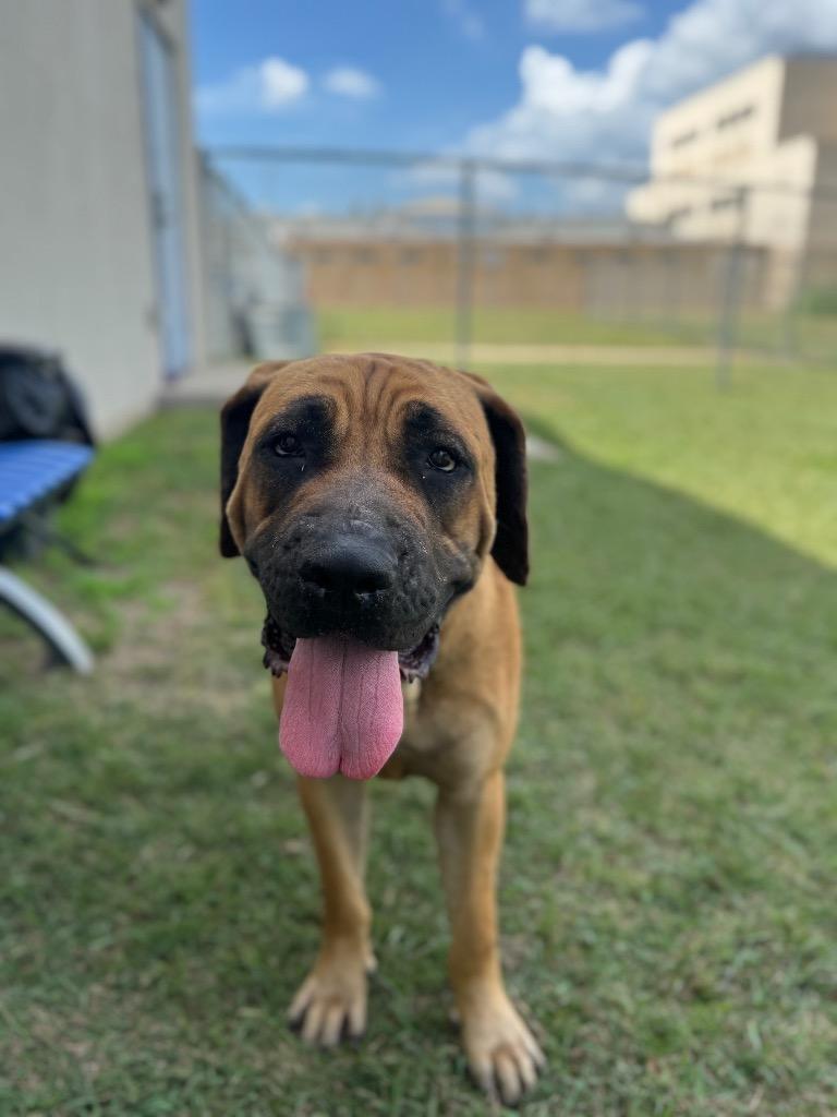 Poison Ivy, Adoptable, Adult Female Mastiff & Mixed Breed.